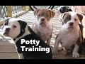 How To Potty Train An Alapaha Blue Blood Bulldog Puppy - Training Alapaha Blue Blood Bulldog puppies How To Potty Train An Alapaha Blue Blood Bulldog Puppy - Training Alapaha Blue Blood Bulldog puppies