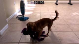 Yuzu Cavalier King Charles Spaniel Octopus