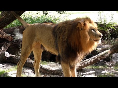 Lion King Sprays Farts FYV