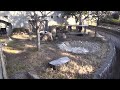 2023/02/09 タンタンさん、外の寝台への階段を