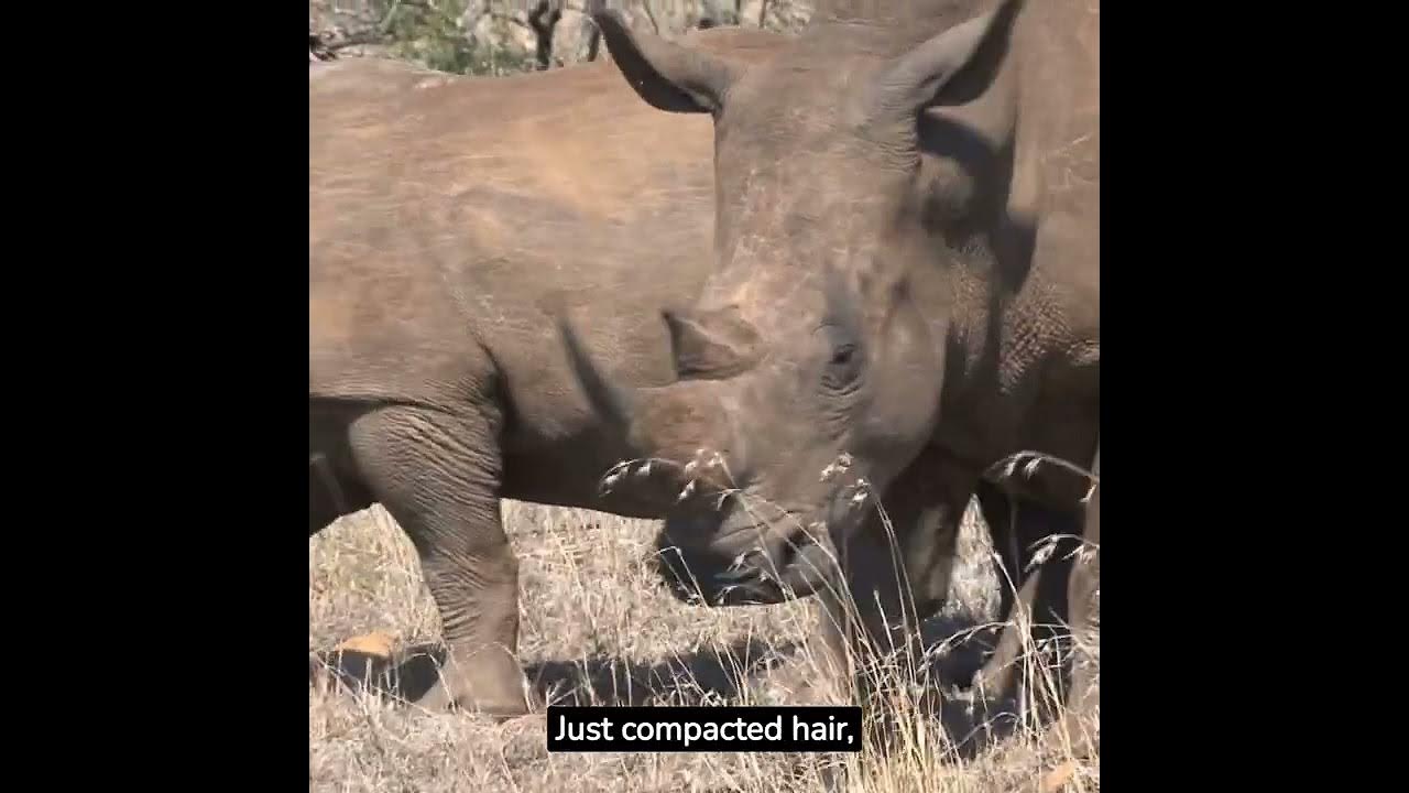 A Rhino s Horn Is Made Of Keratin The Same Material As Human Hair And a-rhino-s-horn-is-made-of-keratin-the-same-material-as-human-hair-and