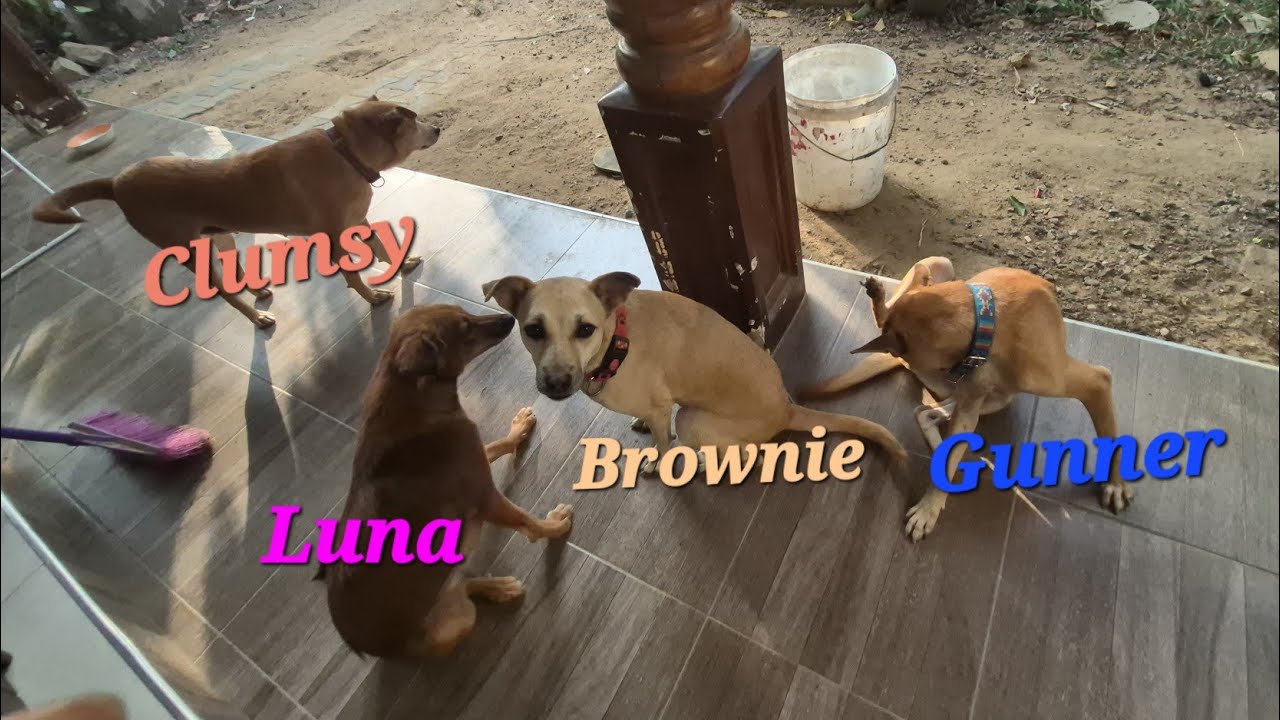 The four paws family, our home, have never been quite #adoptstrays #doglovers #animallovers #pets