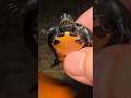 Adorable Baby Turtle🐢💚 #turtle #babyanimals #cuteanimals #pets #viral #shorts