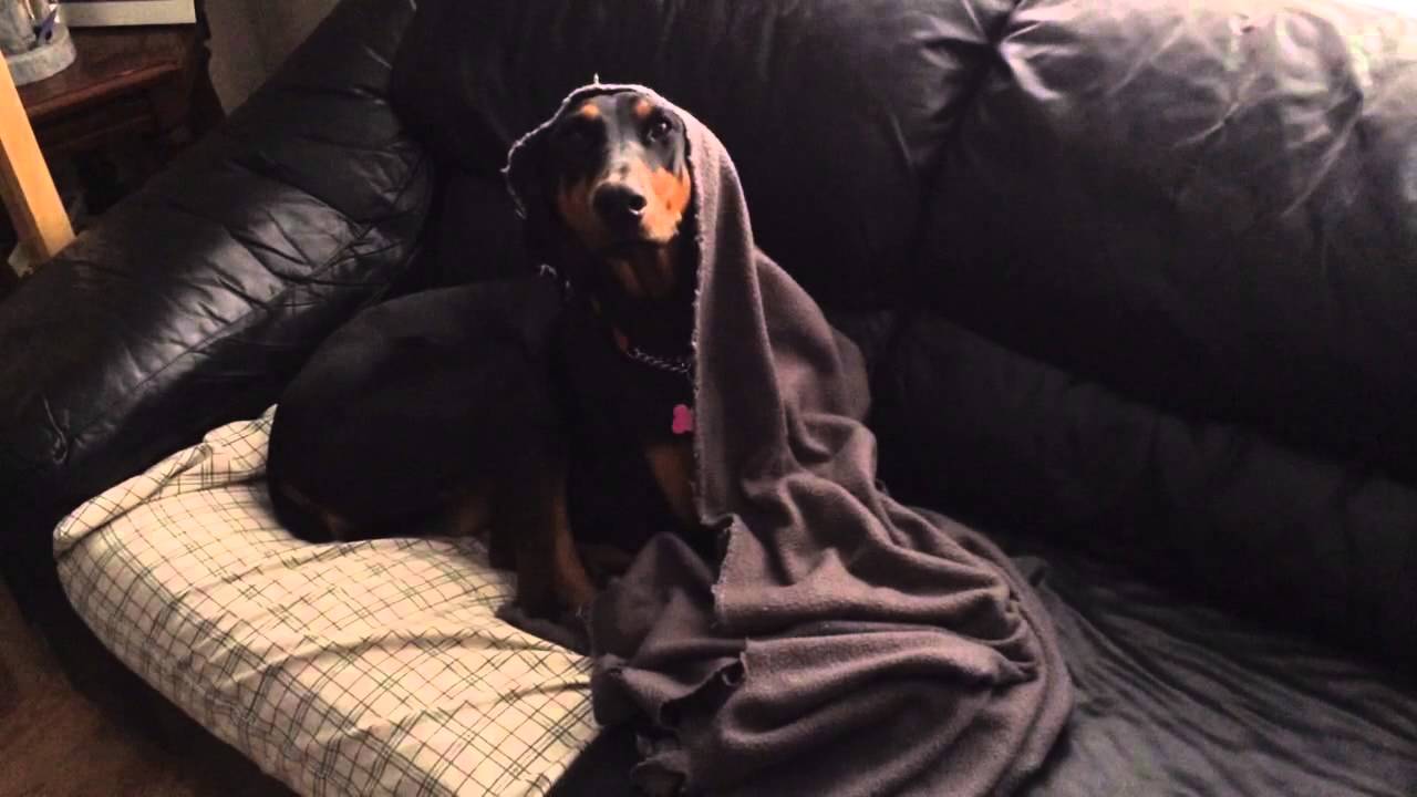 Doberman with blanket over head YouTube