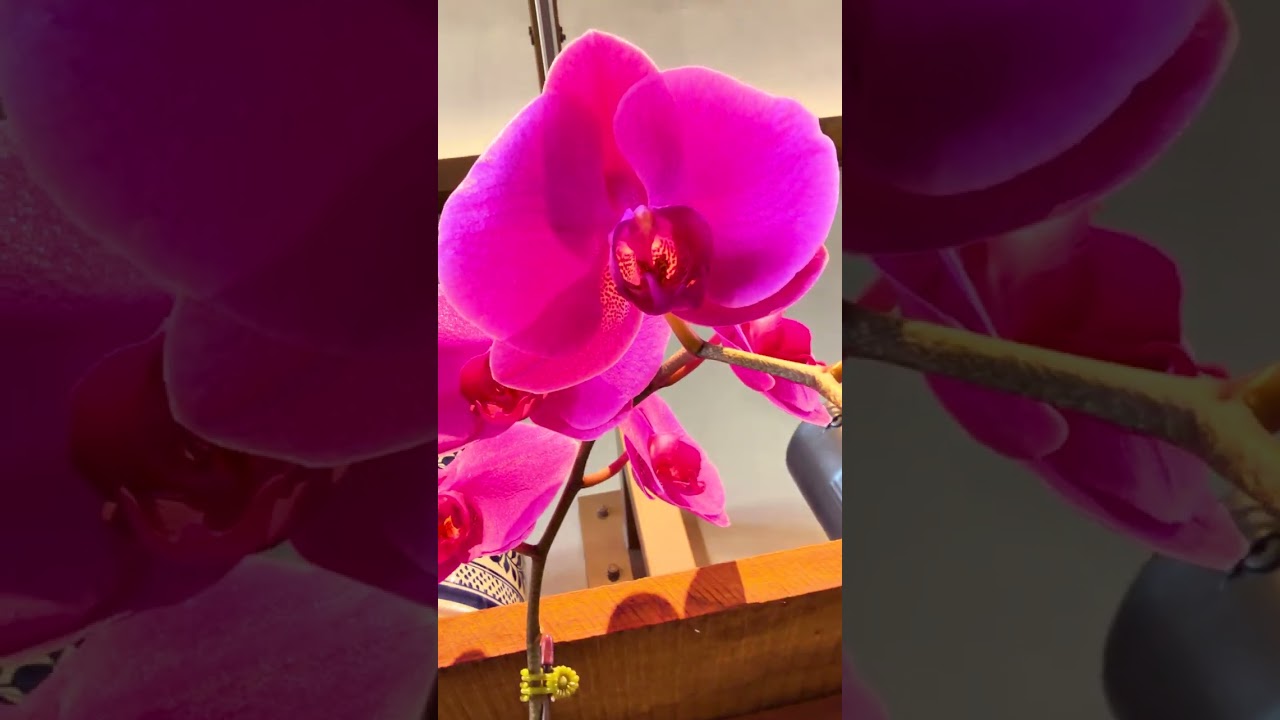 Vibrant Pink Phalaenopsis Orchid | A Moment of Pure Calm