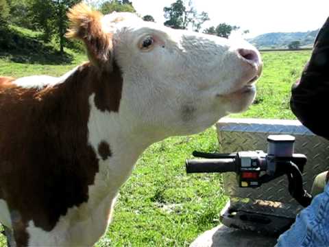 Just some good clean fun 4-wheeling down on Elk Creek & feeding a slobbering cow apples.