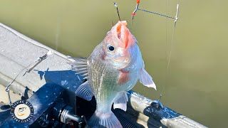 Fishing Spots! Secrets To Find (& Catch) Loads Of White Perch