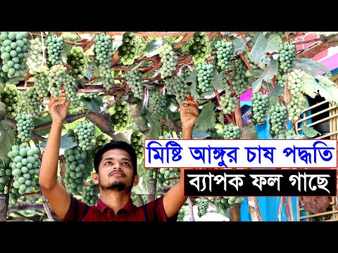 ভিডিও: কিভাবে আঙ্গুর কমোট রান্না করা যায়