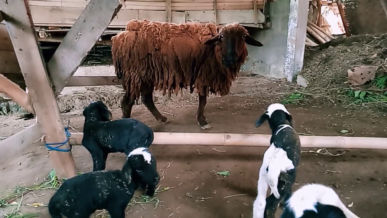 Kambing Gembel hitam 