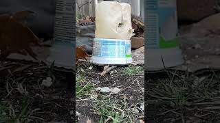 30gr zan slug vs jsb heavy vs fx atomic vs predator polymag clay test #airgun #gun #america