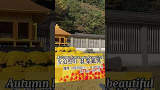 World Heritage site Hiraizumi #Shorts