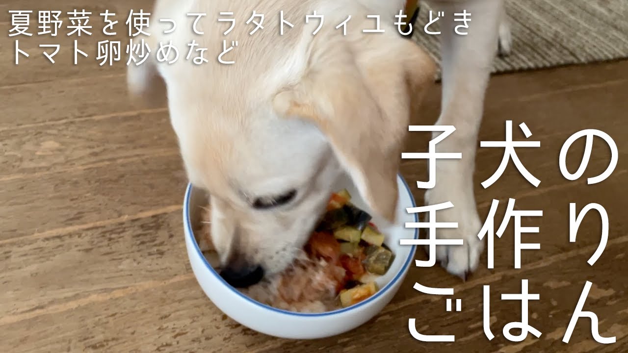 フードが合わない子犬に手作りごはんいろいろ