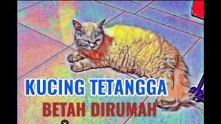 KUCING TETANGGA BETAH DIRUMAH||KUCING YANG LUCU