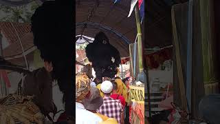 #kudarenggong #kudagoyang #dancinghourse #shortvideo #tanjidor