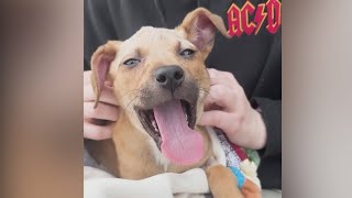 Puppy shot in head expected to make full recovery