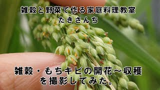 【vol.41】雑穀・もちキビの開花～収穫を撮影してみた。