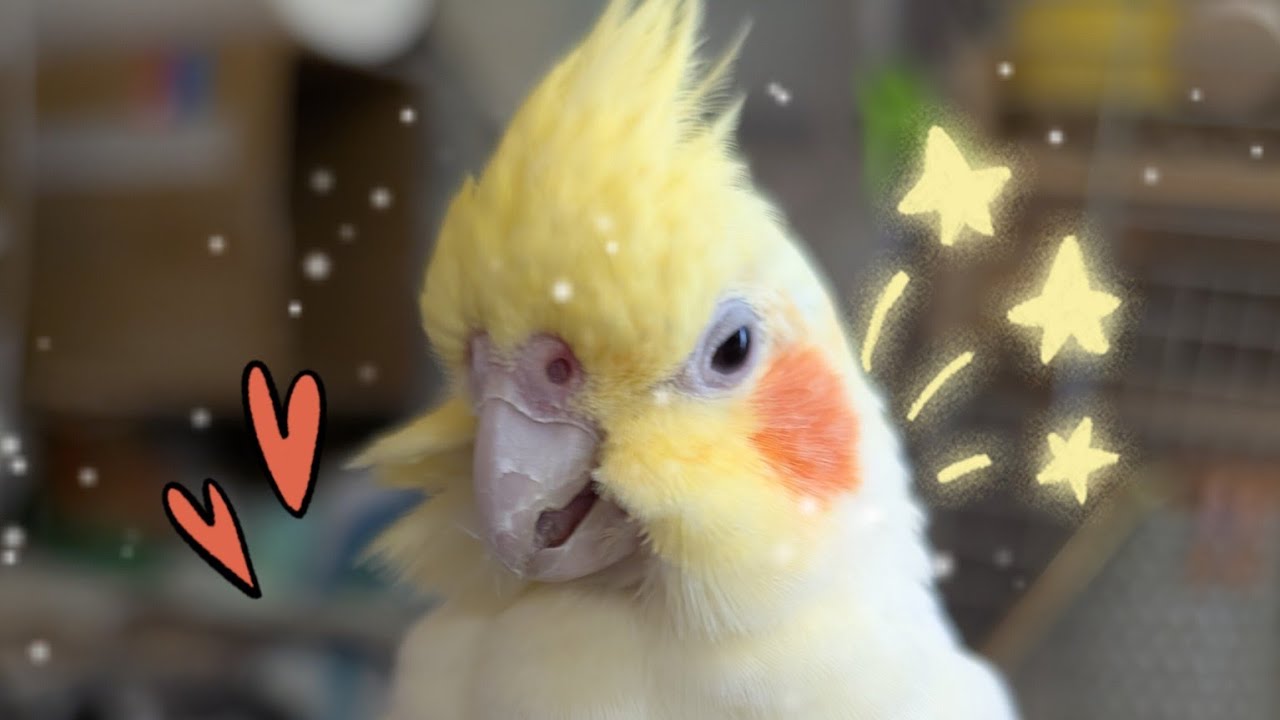 マル6歳になる #オカメインコ - YouTube