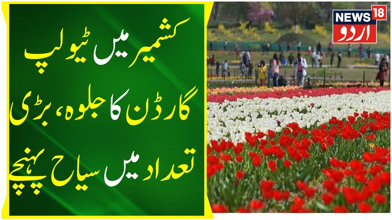 Kashmir News Tulip Garden Mein Badi Tadad Mein Pahunch Rahe Saiyaah