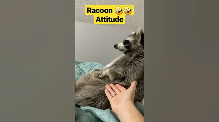 Funny Racoon Sima rule🤣🤣