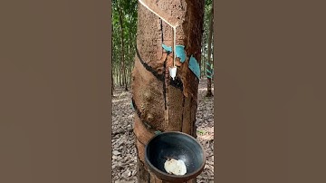 Harvest rubber tree How Natural Rubber Latex isExtracted From Millions of Hevea tree #rubber