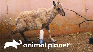 Veterinarios curan la pata de una cría de  | El Zoológico del Bronx | Animal Planet