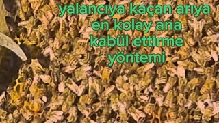 YALANCIYA KAÇAN ARI'YA EN KOLAY ANA KABÜL ETTİRME SONUNA KADAR ÌZLE. 29 MAYIS 2024