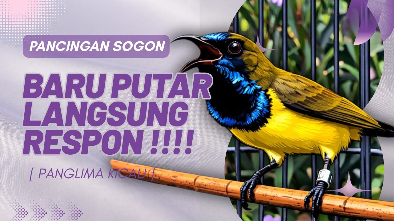Tes Pancingan Sogon, Sekali Putar Langsung Respon Cepat #pancingansogon #sogongacor #sogon