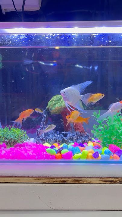 Small tank for gold fish and angel fish #fish #goldfish #aquarium #shorts