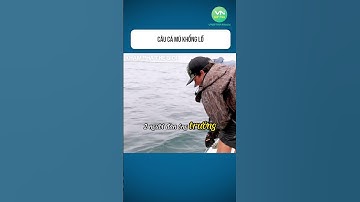 Câu Cá Mú Khổng Lồ #shorts #khamphathegioithuvi #discovery #fishing