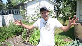 Deep Watering  How to do it & Why it Matters to Your Garden