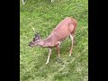 🌅 A Deer Appears as Morning Birds Sing | Peaceful Wildlife at Sunrise 🦌