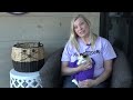 Leigh's Lost and Found Digital Extra: Springfield cat rescue has rare find