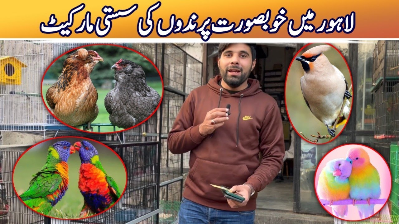 Best Birds Market in Lahore and Carrying cage for birds Tollinton