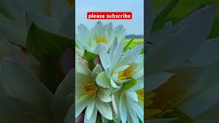 ??shotrs waterlily tit tiktok