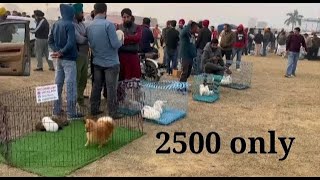 Cheapest dog Market in India || Dog Price List 2024