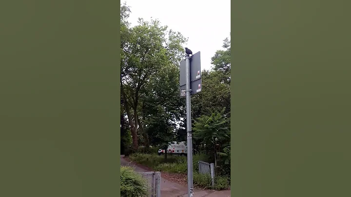 Singing For Rain