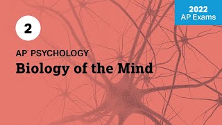 2022 Live Review 2 | AP Psychology | Biology of the Mind screenshot 4