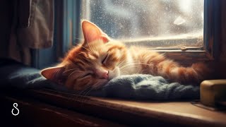 Sleeping Cat Purr & Rain On Window?Black Screen | 12 Hours | Sleep In Series