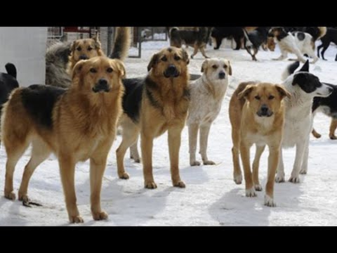 Собаки в городе. Как остановить "клонирование" бродячих стай?