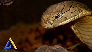 Dare to Focus with Snake ASMR – Deep Work Now