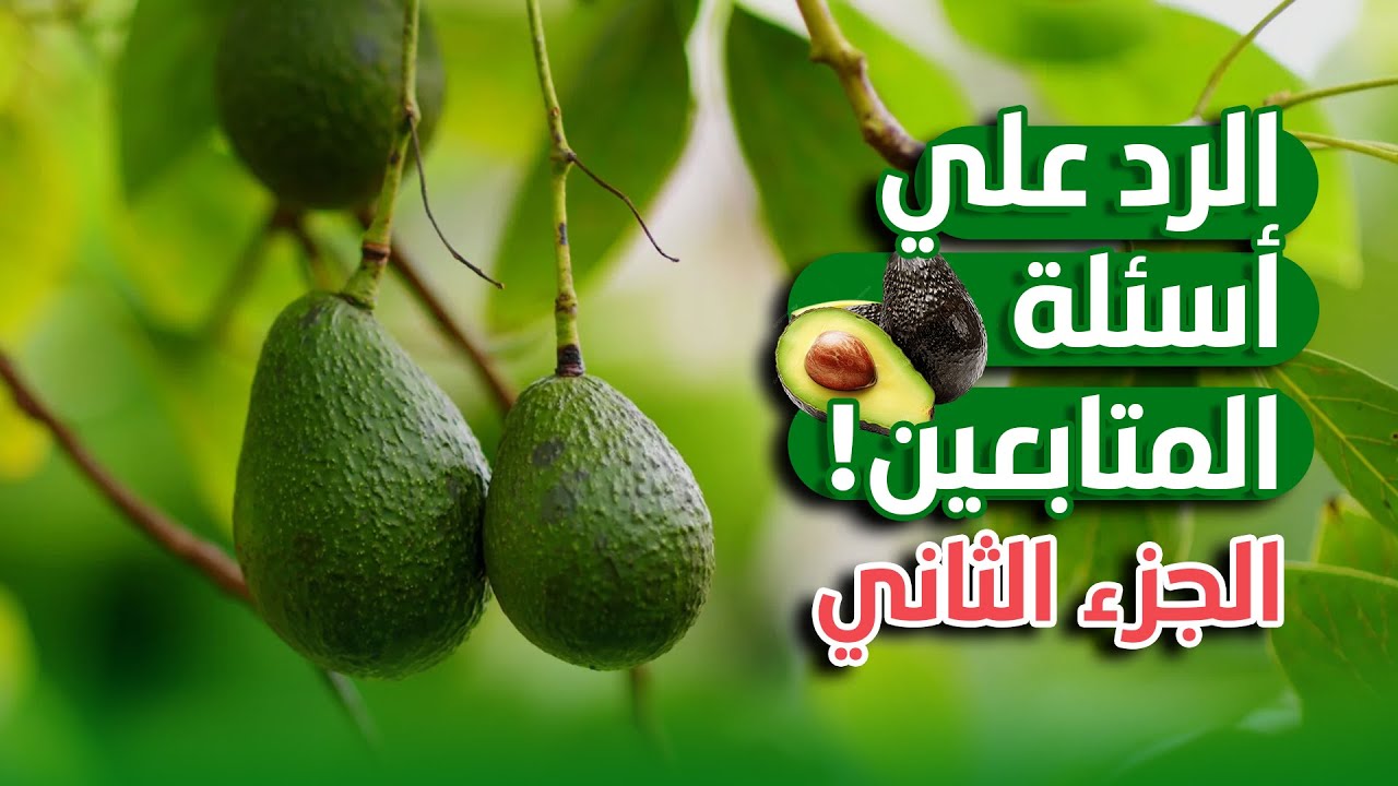 الرد علي أسئلة المتابعين حول زراعه الأفوكادو 🥑 - الجزء الثاني