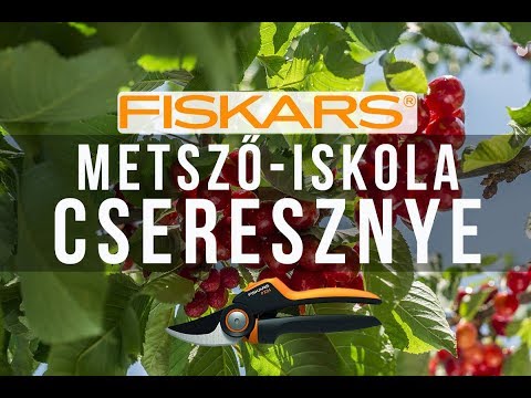 Videó: Útmutató a cseresznye tavaszi ültetéséhez kezdőknek