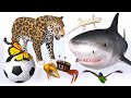 Animal Sounds and Size Comparison | 3d Animation Comparison