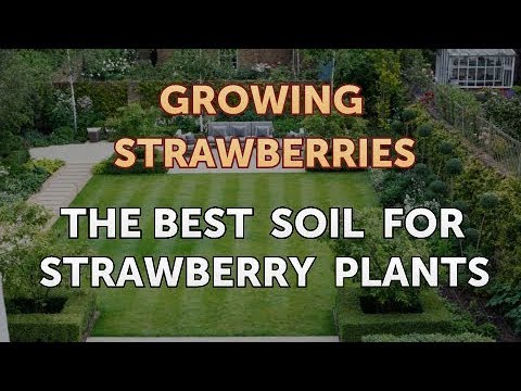 The Best Soil for Strawberry Plants