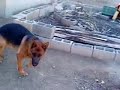 Fatemis German Shepherdجفت گیری جرمن شپهرد نوید فاطمی 1