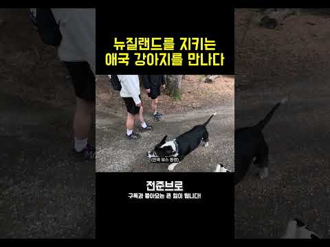 뉴질랜드 애국 강아지를 만나다