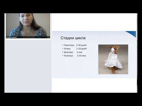 "Подводные камни при планировании вязки у собак."  Лектор - Надежда Лелекова 30 12 2018