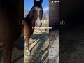 Bye. #horse#sad :(