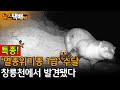 ⧫ [고양신문 특종] &#39;멸종위기종 1급&#39; 수달 창릉천에서 발견됐다! / 박경만 생태전문 기자 초청 ⧫ 《고양신문 뉴스택배 ep.269》