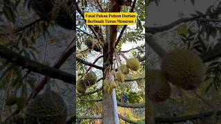 Jangan Paksa Pohon Durian Berbuah Terus⁉️ Ini Akibat Fatalnya‼️